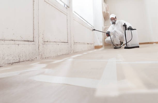 Black mold remediation team in Rhodelia